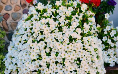 Surfinia Table White – Śnieżnobiała Królowa Twojego Balkonu