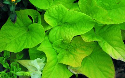 Ipomoea Terrace Lime