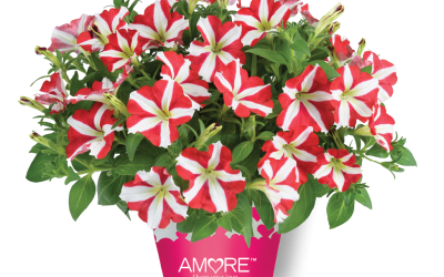 Petunia Amore King of Hearts