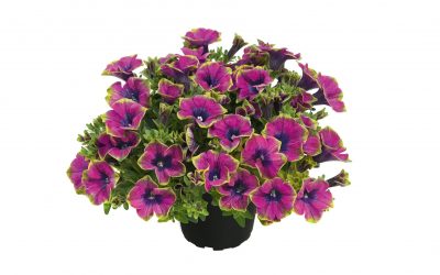 Petunia Veranda Little Picasso