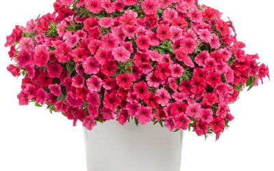 Supertunia VISTA Paradise