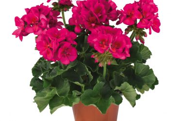 Pelargonia Dolomites Berry