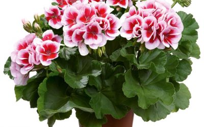 Pelargonia Dolomites Fantastic