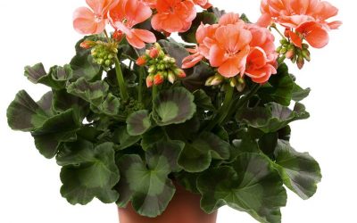Pelargonia Dolomites Salmon
