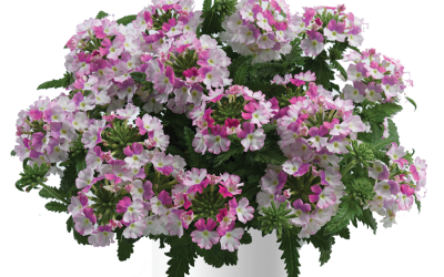 Verbena Vanessa compact Bicolor Rose