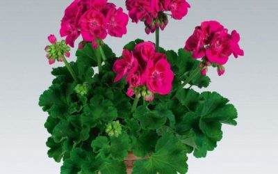 Pelargonia Flower Fairy Berry