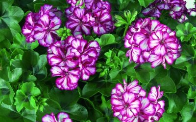 Pelargonia SUNFLORIX Lollipop Purple Nova