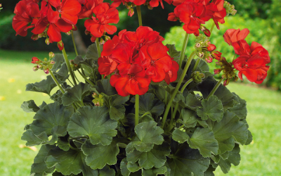 Pelargonia Signal