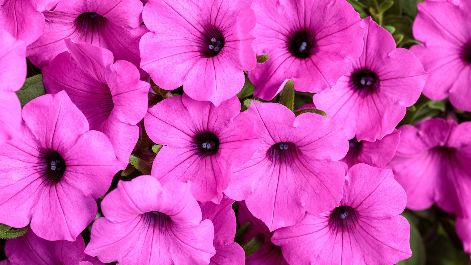 Supertunia VISTA Jazzberry