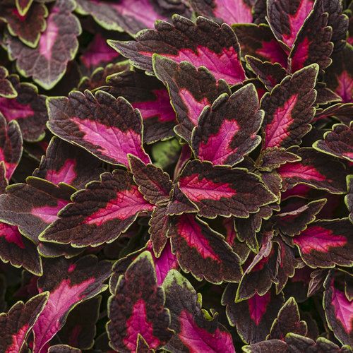 Coleus Velveteen™