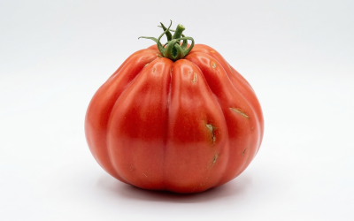 Od nasionka do rekordowych zbiorów: Poznaj tajemnice naszych sadzonek pomidorów