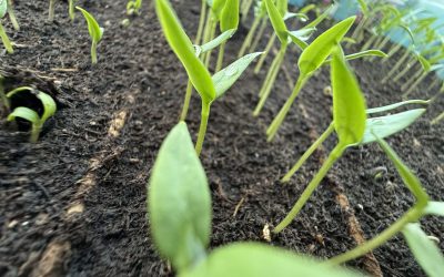 Festiwal Ostrości we Wrocławiu – oto nasze papryczki