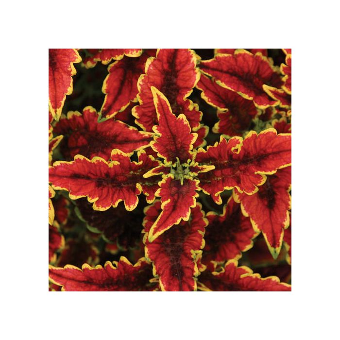 Coleus El Brighto