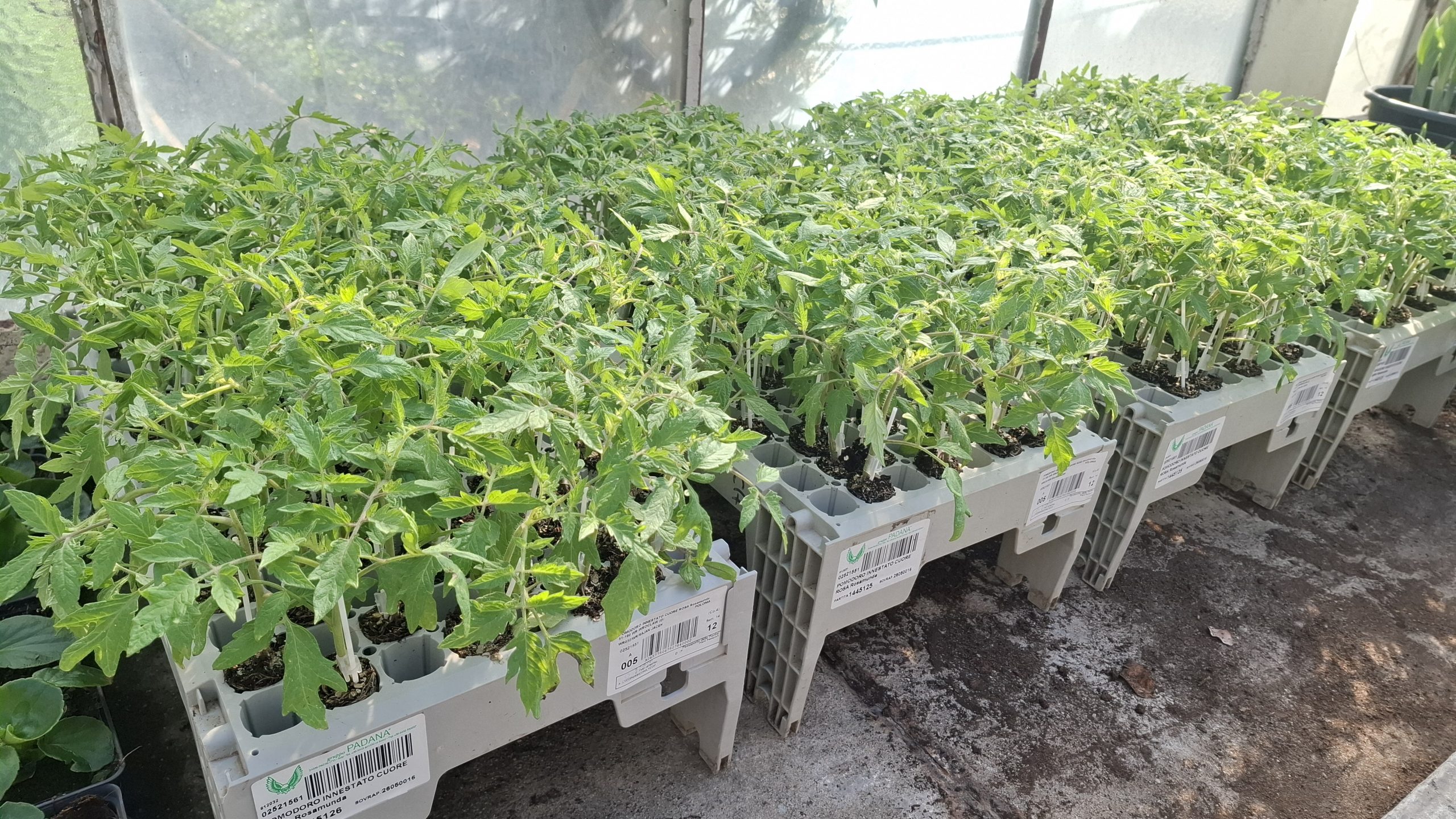 Sadzonki pomidorów Wrocław