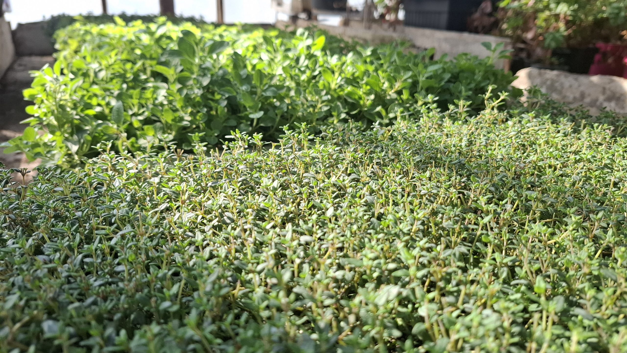 sadzonki ziół Wrocław