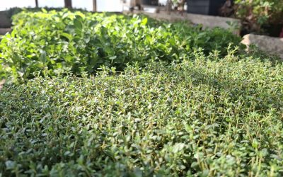 Aromat Włoch w Naszym Gospodarstwie!