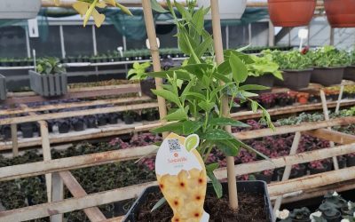 Sundaville Cosmos i Gold we Wrocławiu – Nowa dostawa z Włoch!