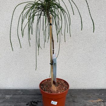 Thuja plicata 'Whipcord' na pniu