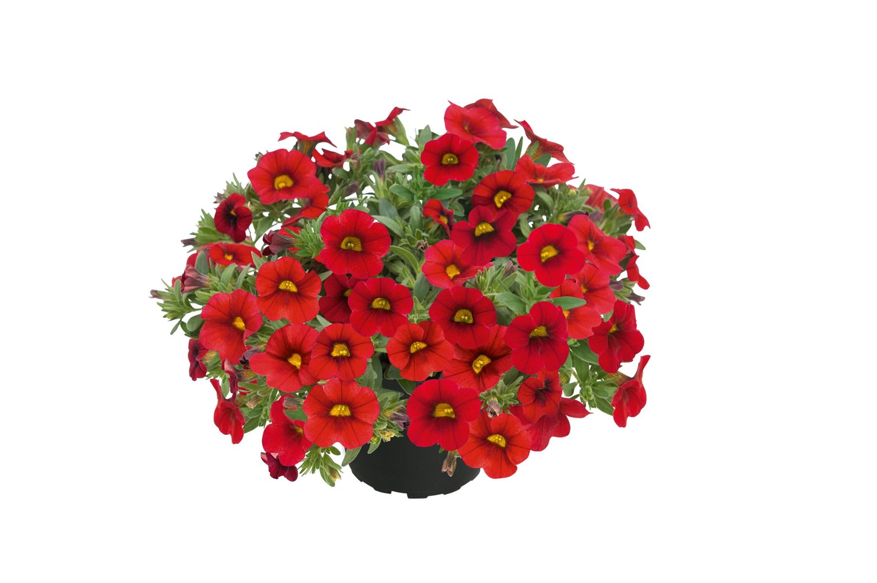 Superbells Pocket Red
