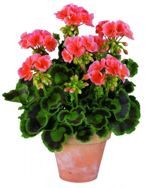 Pelargonia TRENDIX Salmon