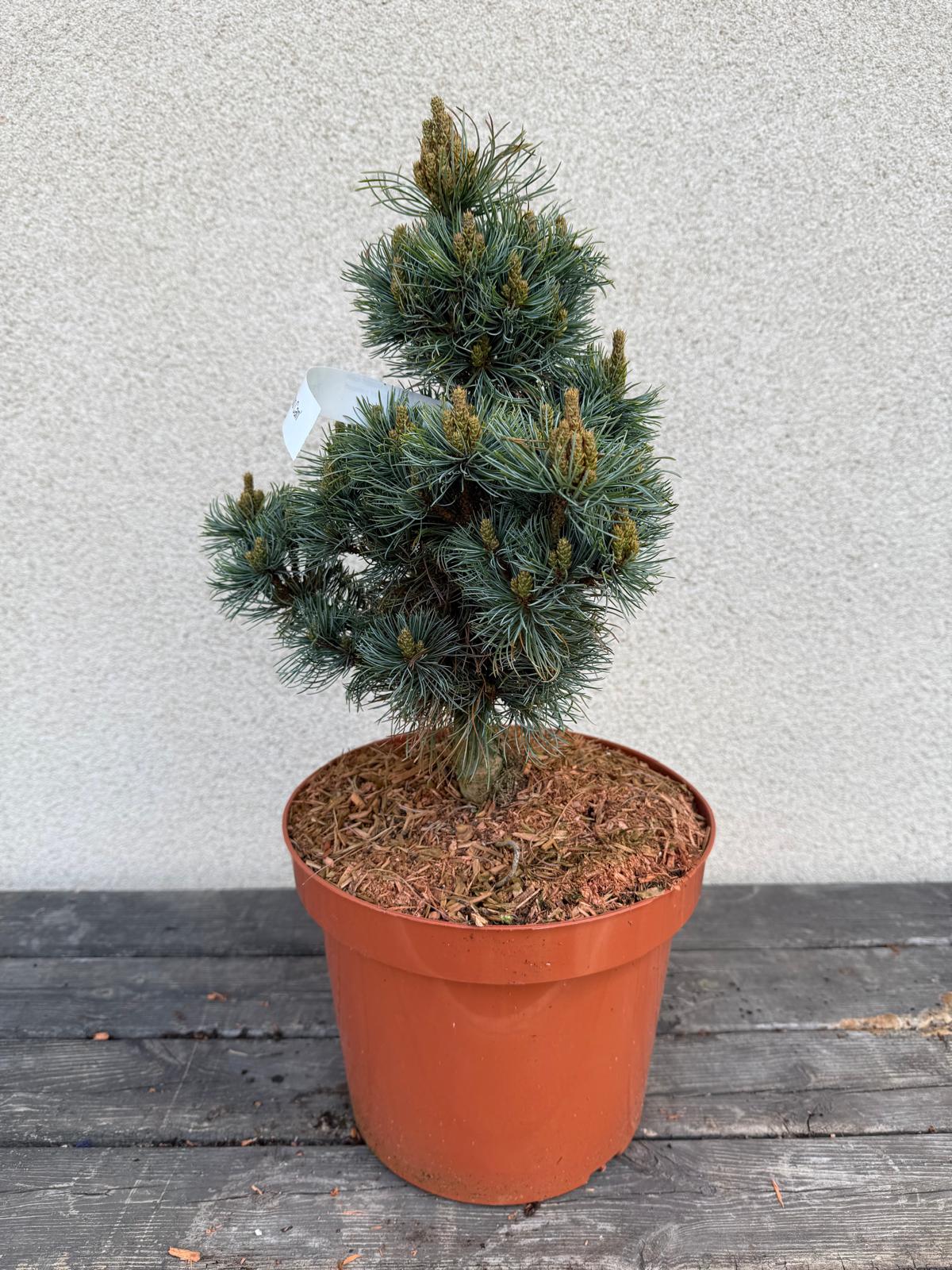 Pinus parviflora 'Ibo Can'